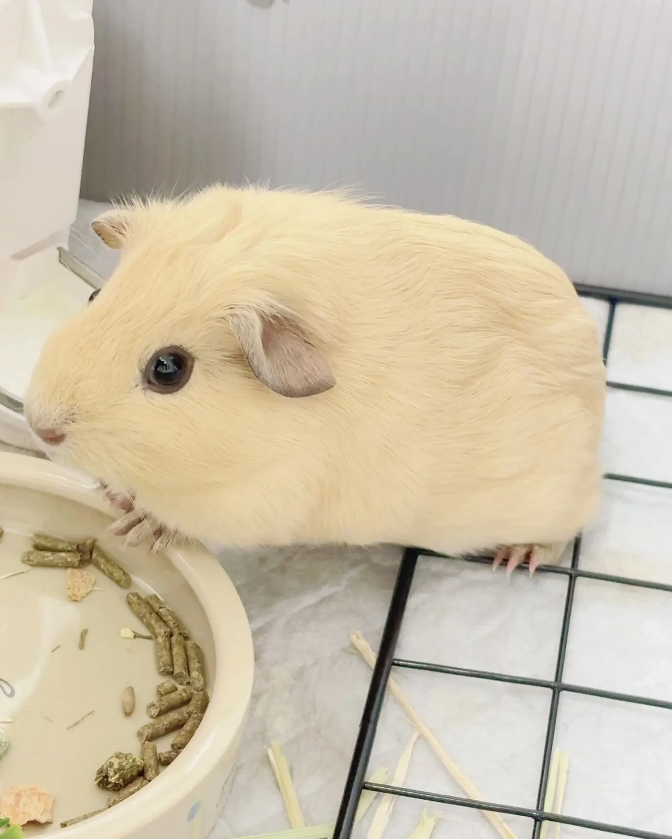 我が愛しき娘　茶々丸❗️