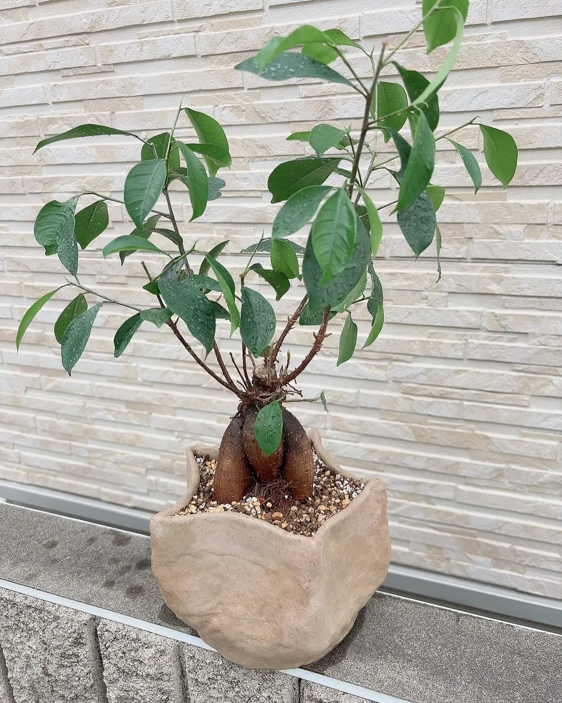 3ヶ月前に陶芸で作った