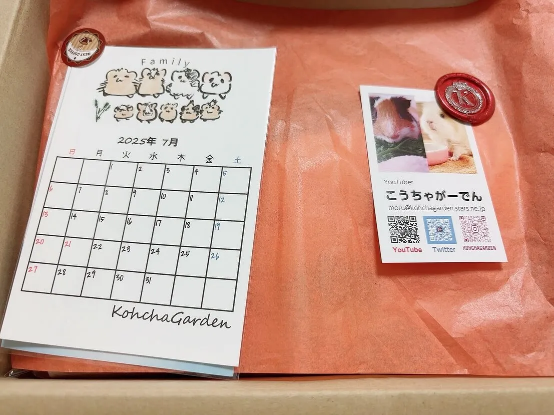 モルモットTシャツ！