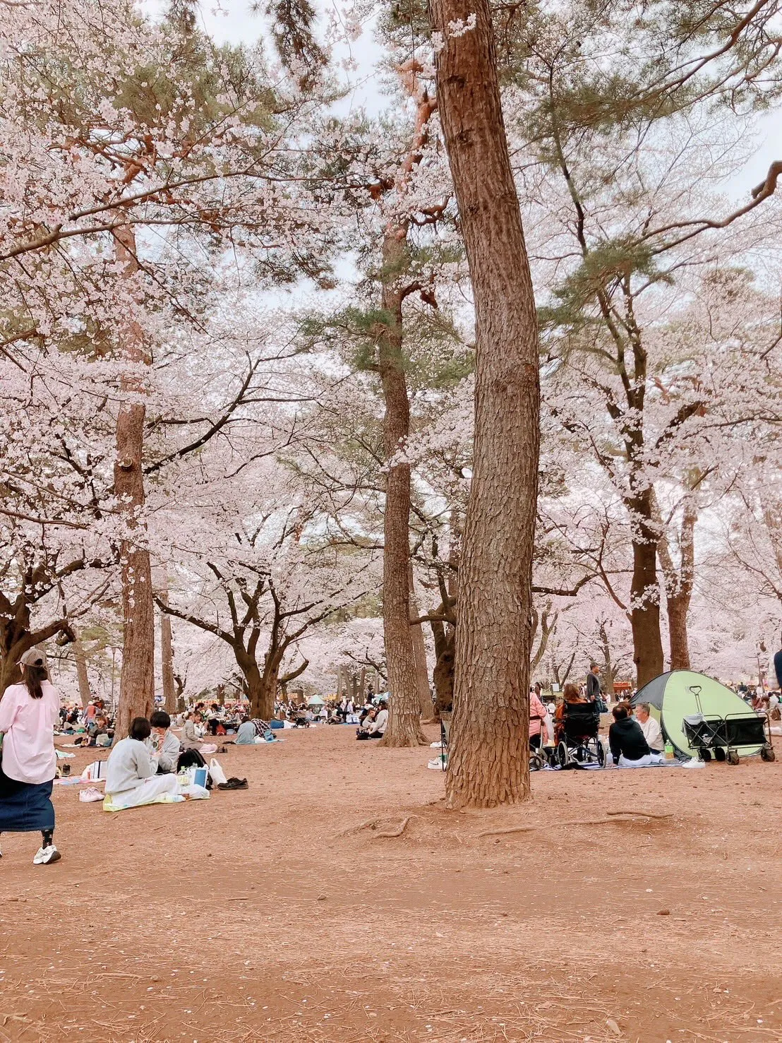 大宮公園でお花見ピクニック🌸