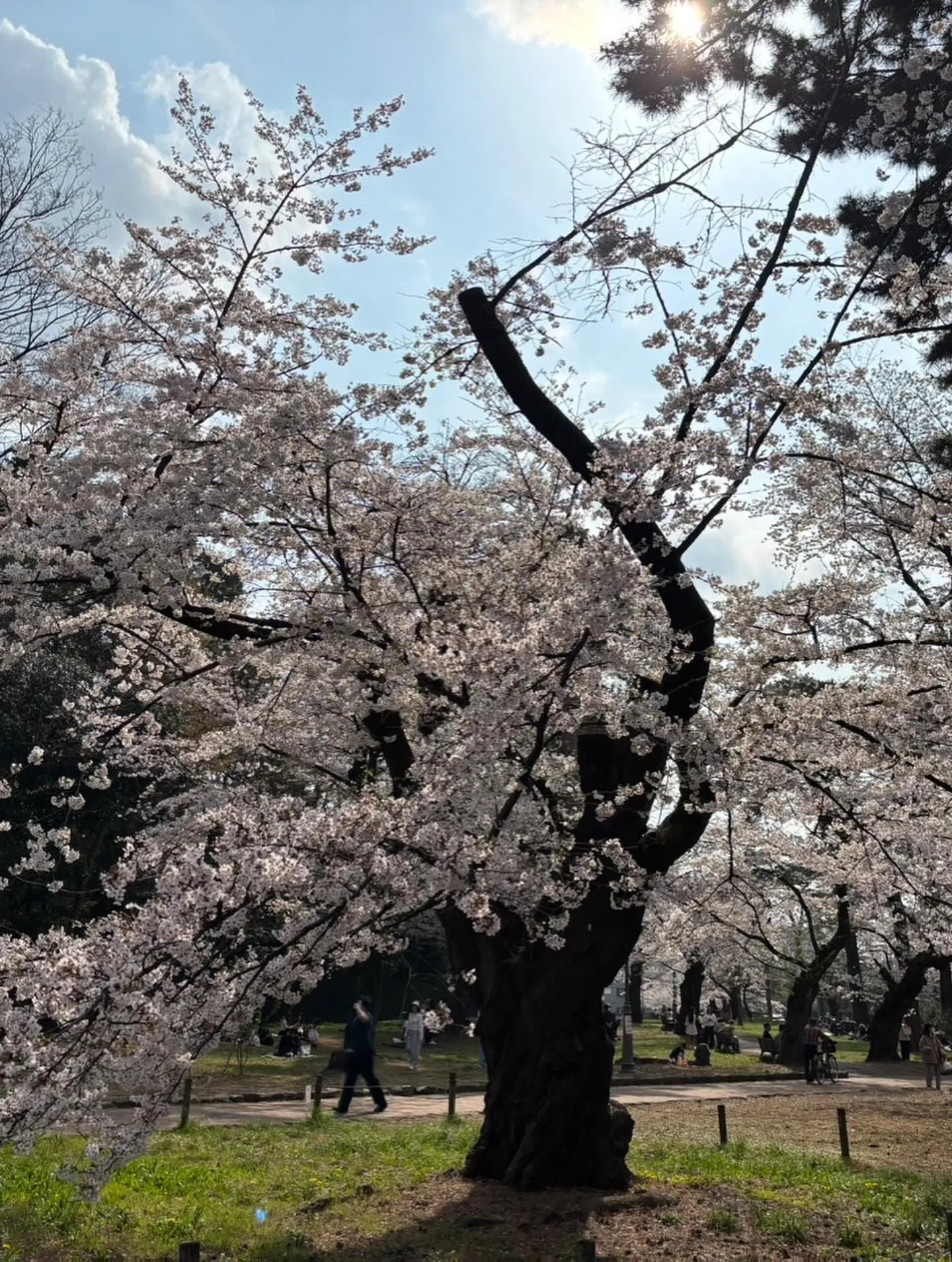 大宮公園でお花見ピクニック🌸
