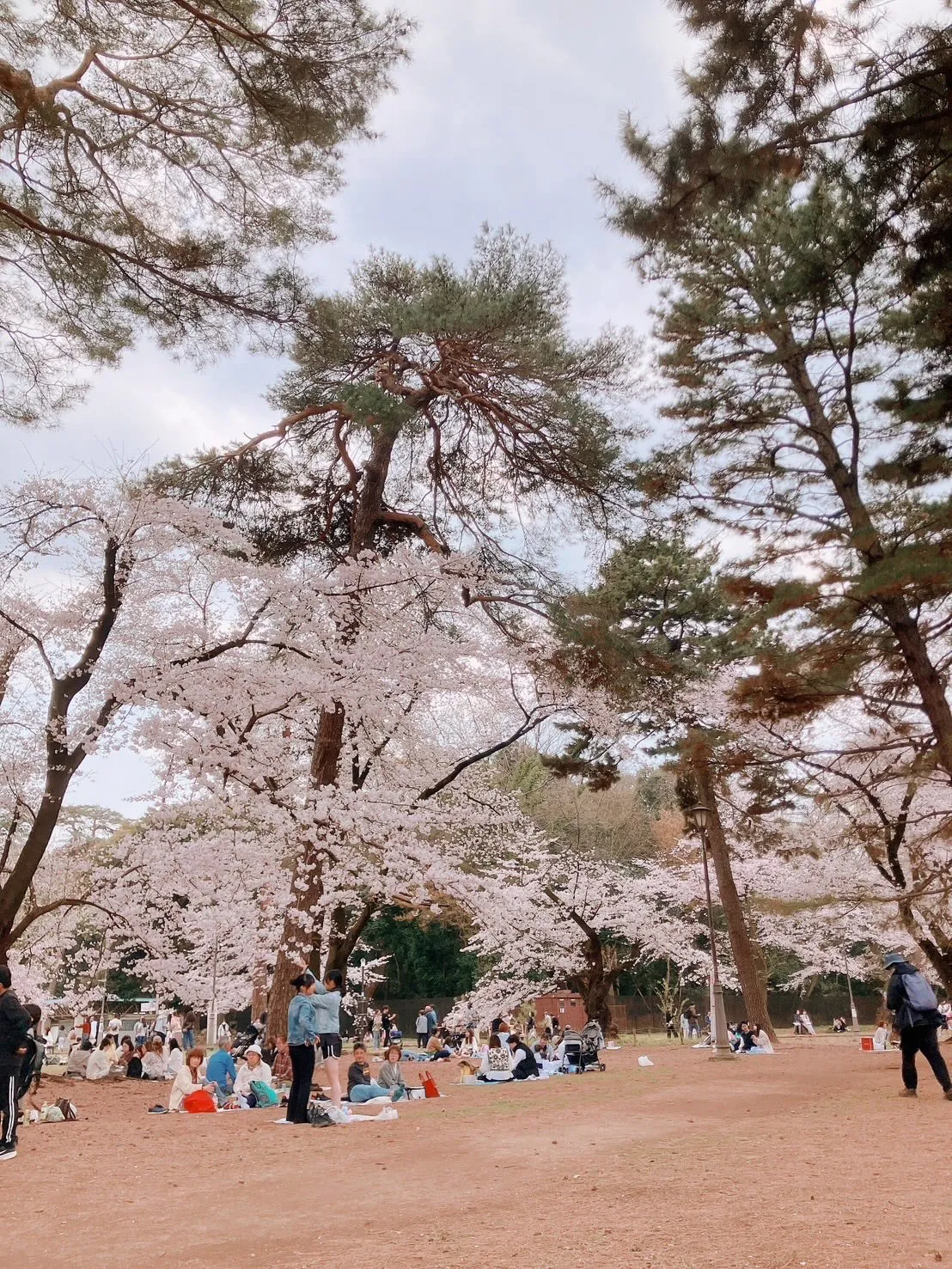 大宮公園でお花見ピクニック🌸