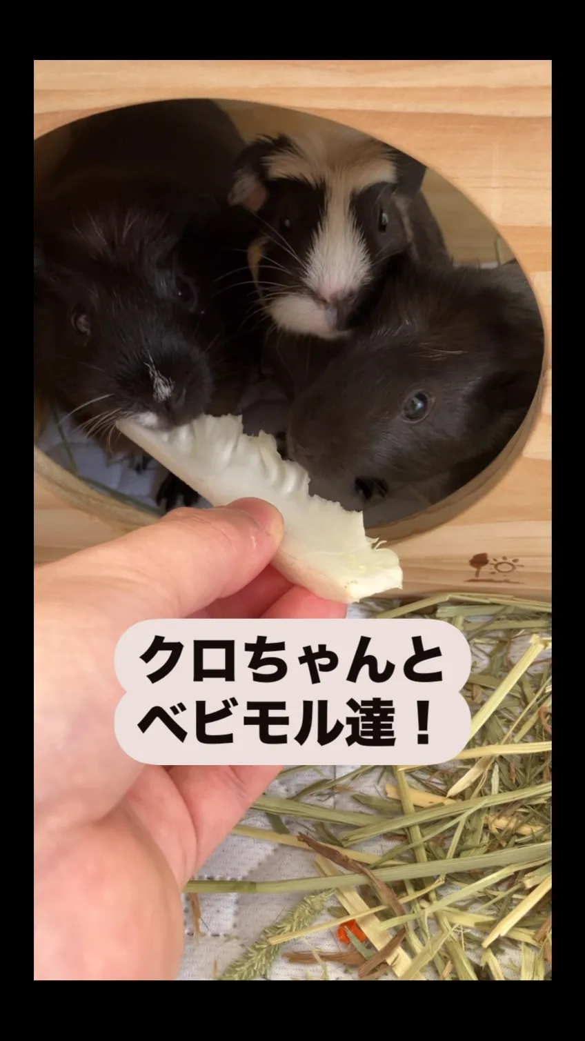 左がお母さんの黒ちゃん